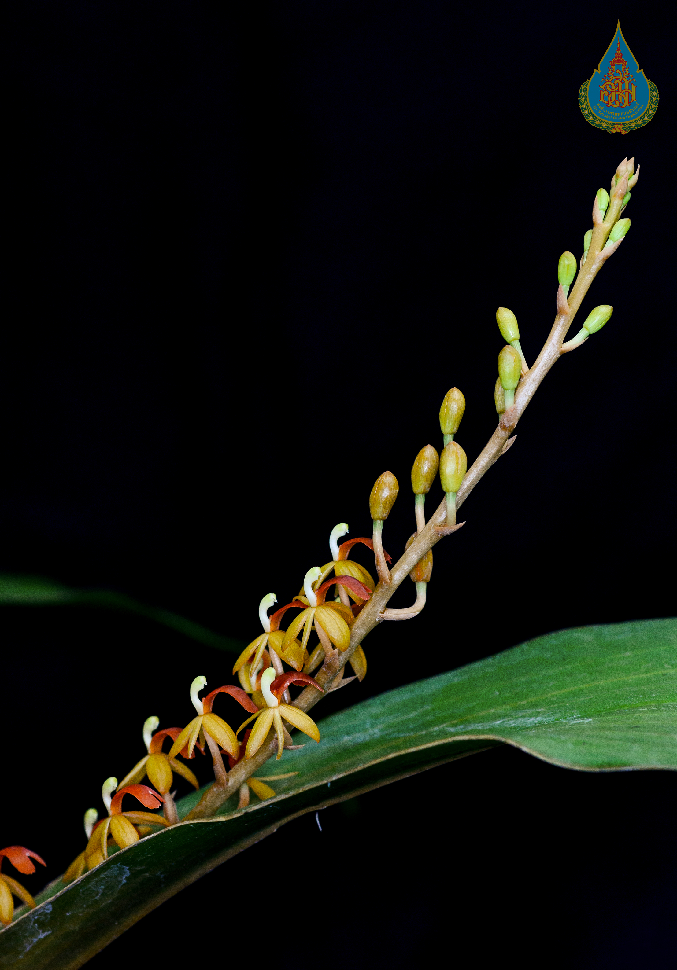 เอื้องหินแดง Liparis bicolor J.J.Sm.<br/>ORCHIDACEAE